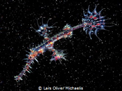 harlequin @ space
harlequin ghost pipefish (Solenostomus... by Lars Oliver Michaelis 